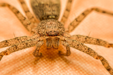 Thai spiders
