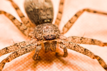 Thai spiders
