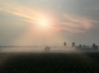 Landscape nature of plantation with mountain and Foggy on morning time.