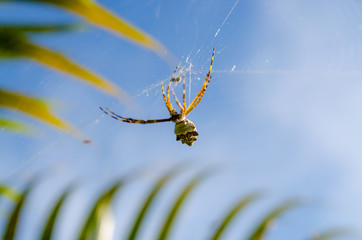 a small spider in its web with a blue sky in the background, very close, tying its prey