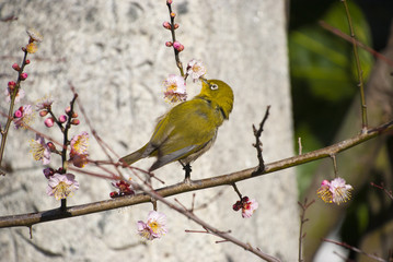 メジロと梅の花