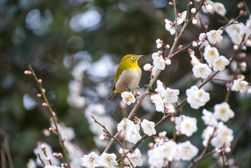 メジロと梅の花