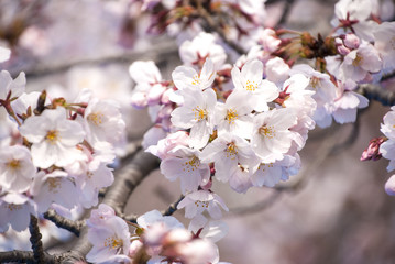 桜の花