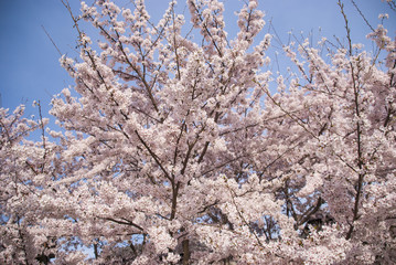 満開の桜と青空