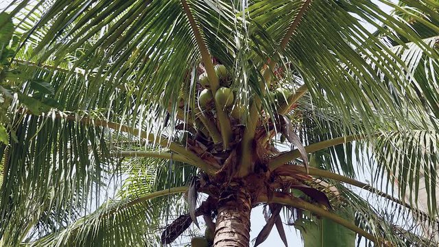  Bottom view of a man at the top of a palm tree tying down a bunch of coconuts with a rope to bring it down safely