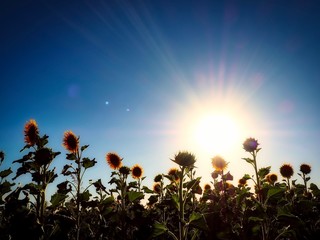 Obraz premium Sunflowers In Sunflower Field In Bright Afternoon Sunlight, Queensland, Australia 