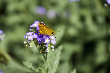 セセリチョウと紫の花