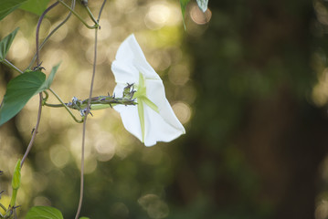 ヨルガオと陽光