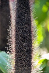 ペニセツム、 パーブルマジェスティと陽光