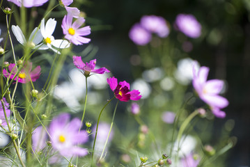 コスモスと秋の風