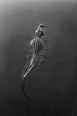 alligator floating in water everglades florida