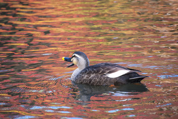 カモと紅葉の池