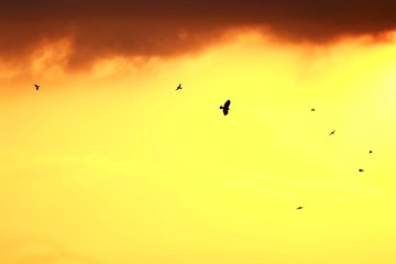 Golden sunset sky with dark crimson top and flying birds as silhouettes - a hawk (buzzard) the bird of prey among fieldfares