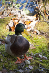 カモと晴れた日