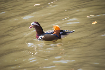 オシドリ、晴れた日