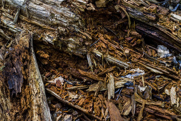 Makro of destroyed and splittered tree