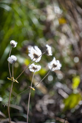 シロバナマンジュシャゲの綿毛と陽光