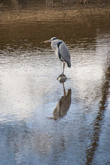 水辺のアオサギ
