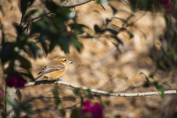 モズと赤い山茶花の花