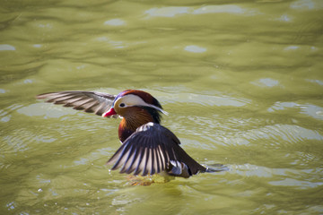 羽ばたくオシドリ