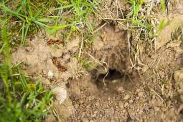 German Pentatomomorpha near a small cave