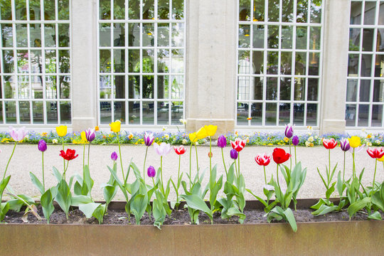 Colorful tulpis in a row in front of glass windows