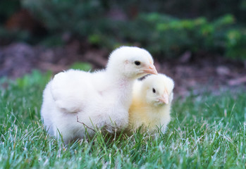 Baby Chicks