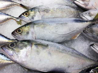 cold freeze fish background at fish market.
