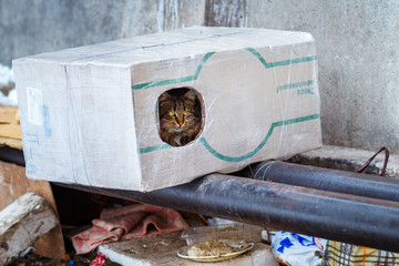 stray animals in winter, homeless cat sitting on a heating main, homeless frozen cat warms on pipes, people making a house out of a box for a homeless cat, warm house out of a box for a homeless cat
