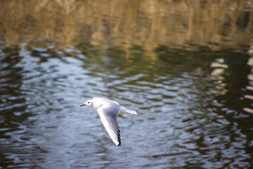 水辺のユリカモメ