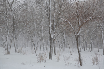 Fototapeta na wymiar Blizzard. snowstorm in forest. strong snowstorm in park. snow-covered trees.