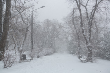 Blizzard. snowstorm in forest. strong snowstorm in park. snow-covered trees.