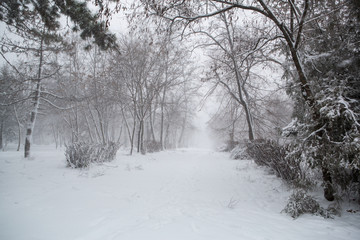 Blizzard. snowstorm in forest. strong snowstorm in park. snow-covered trees.
