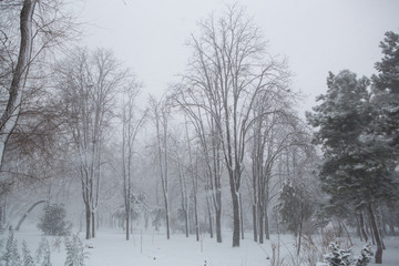 Blizzard. snowstorm in forest. strong snowstorm in park. snow-covered trees.