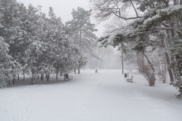 Blizzard. snowstorm in forest. strong snowstorm in park. snow-covered trees.
