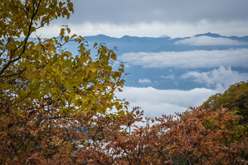 Top of Mt.Fuji and autumn tree