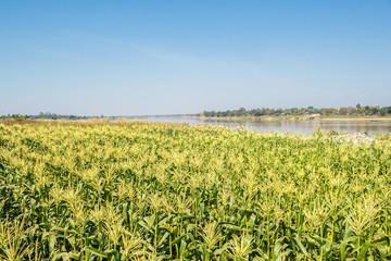 Corn field on sky
