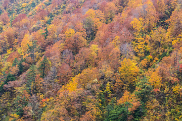 Obraz na płótnie Canvas Close -up autumn tree at mountain