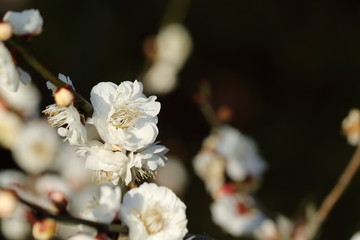 梅の花