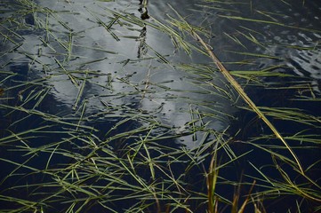 Waterweed