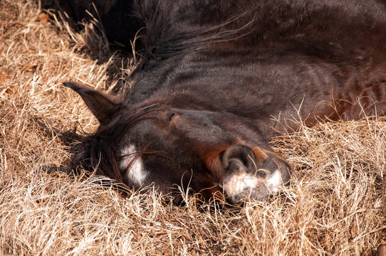 Horse sound asleep, lying in dry winter grass in sunshine