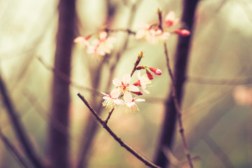 Wild Himalayan Cherry Blossom