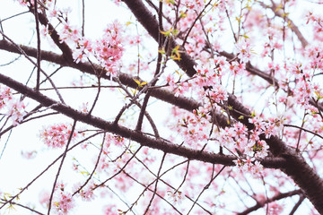 Wild Himalayan Cherry, Thai Sakura blossom