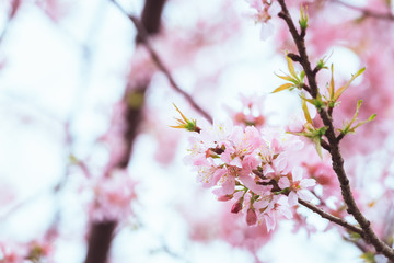 Wild Himalayan Cherry, Thai Sakura blossom