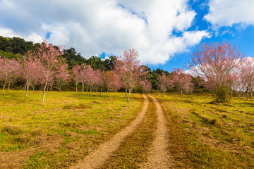 Fototapeta na wymiar Thailand's Cherry Blossom at National Park