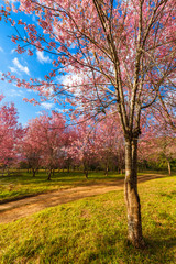 Thailand's Cherry Blossom at National Park