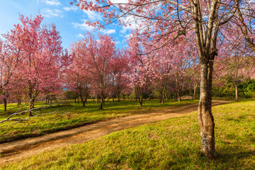 Thailand's Cherry Blossom at National Park