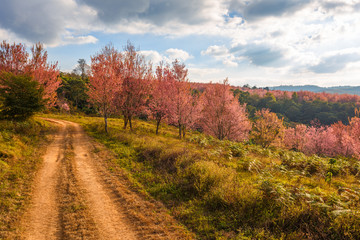 Fototapeta premium Thailand's Cherry Blossom at National Park