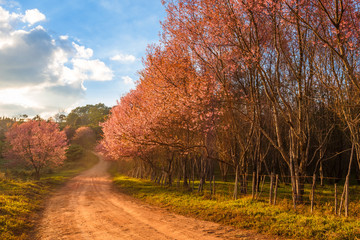 Thailand's Cherry Blossom at National Park