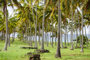 Palms in Anakena Beach - Easter Island